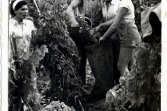 vendemmia_brunetta