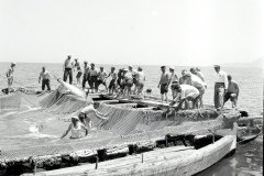 (Original Caption) Working in groups of 20 or more, the Elba fishermen haul in a net dropped a few miles offshore. The more courageous wade into the net and drag out the thrashing tuna with their bare hands.